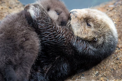 Photos, Video Capture Mother, Newborn Sea Otter At Monterey Bay ...