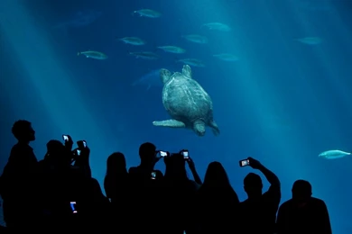 Monterey Bay Aquarium — We Salute You! Of All The Animals That Have...