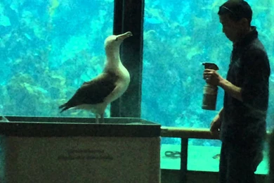 Albatross Encounter Monterey Bay Aquarium California USA   YouTube