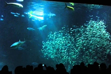 Monterey Bay Aquarium / Deep Ocean Fish Feed Pt. 1   YouTube