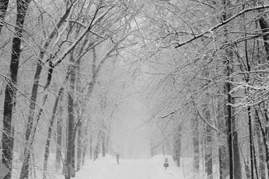 Download Wallpapers 640x1136 Avenue, Trees, Winter, Snow, Road ...