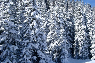 Free Stock Photo Of Ice Snow Covering Pine Trees