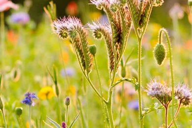 Weed iPhone Wallpapers For – Iphonewallpaperhd.org