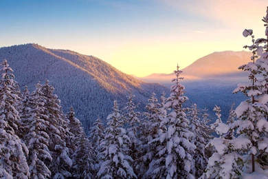 Snowy Trees Wallpapers