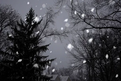 Free Stock Footage Snow Falling With Trees Motion Backgrounds HD ...
