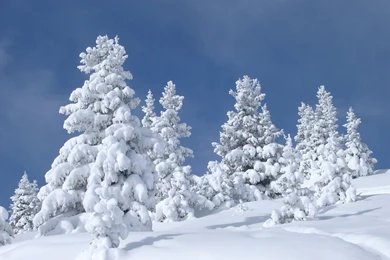 Free Stock Photo Of Fir Trees Covered With Snow