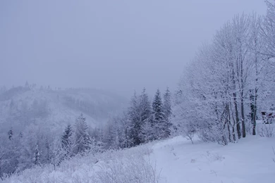 Winter Forest Trees Snow Landscape Wallpapers