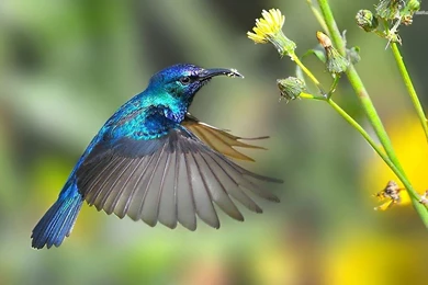 Hummingbird Wallpapers   Windows 10 Wallpapers