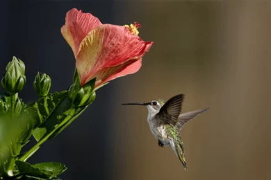 Hummingbird Computer Wallpapers, Desktop Backgrounds