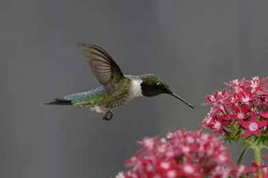 200 Hummingbird HD Wallpapers