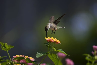 Hummingbird Computer Wallpapers, Desktop Backgrounds