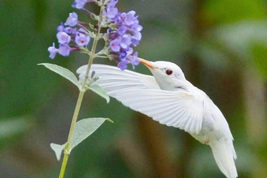 RARE ALBINO HUMMINGBIRD WALLPAPER   (