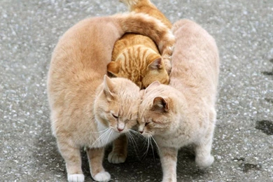 Funny Cat Desktop – BUZZERG