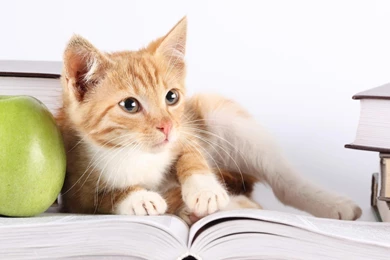 Beautiful Funny Cats Hd Wallpapers   Welcome To TrueHDWallpapers.com