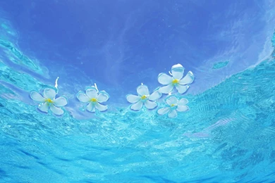 Plumeria Frangipani Floating On Clear Blue Aqua Lagoon Water Sea ...