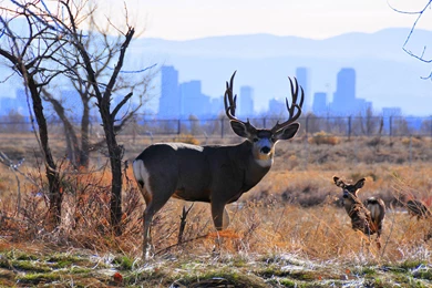 Mule Deer Wallpapers   Wallpapers Cave