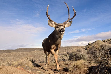 Slideshow: Ancient Mule Deer Journey Surprises Scientists ...
