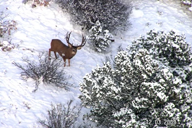 Jay Scott Outdoors: 11 X 7 Mule Deer Buck