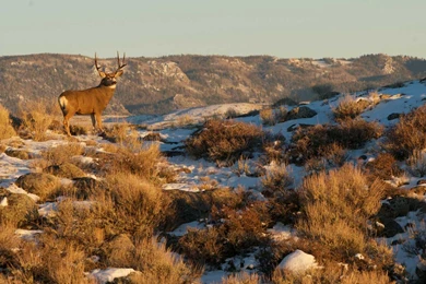 Slideshow: Ancient Mule Deer Journey Surprises Scientists ...
