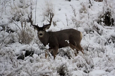 The DIY Hunter   2013 2014 Mule Deer Photos With My FujiFilm ...