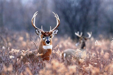 Deer Wallpapers   Android Apps And Tests   AndroidPIT