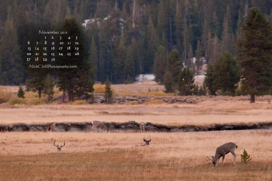 November Free Desktop Wallpapers Calendar