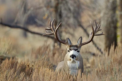 How To Stalk Mule Deer