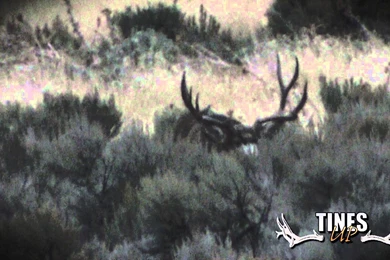 Tines Up Tuesday Episode 16: Big 200 Inch Mule Deer In Rut! Mule ...