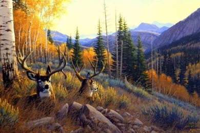 Deer Summer Mule Deer Paintings Animals Love Seasons Draw Paint ...