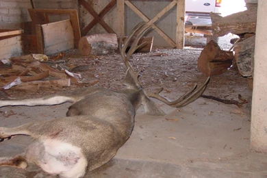 Mule Deer 2004 Mexico