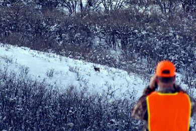The DIY Hunter   Big Game Hunting — Mule Deer, Elk, Whitetail Deer ...