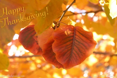 Happy Thanksgiving ~ Desktop Backgrounds.com