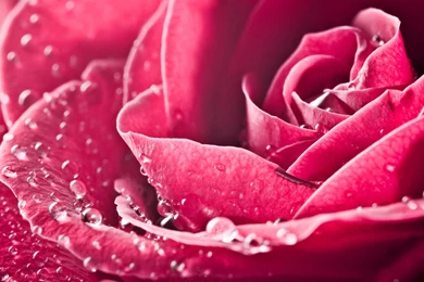 Flower Images Hd Download Download