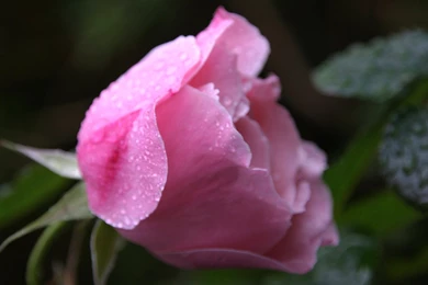 Single Pink Rose Wallpapers – Free Full Hd Wallpapers For 1080p ...