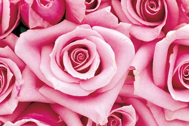 Pink Rose 1920x1200 Wallpapers, 1920x1200 Wallpapers & Pictures ...