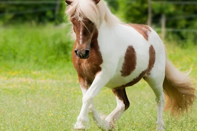 Pony Horse Live Wallpapers   Android Apps And Tests   AndroidPIT