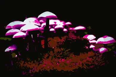 Trippy Shroom Wallpaper Images