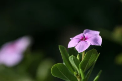 Download Alone Flowera On CrystalXP.net   Wallpapers