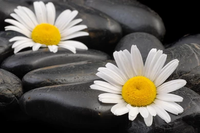 Daisies Blackstone >> HD Wallpaper, Get It Now!