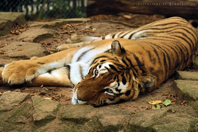 Tiger HD Wallpapers And Backgrounds