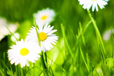 Top Wallpapers: Wallpapers For Iphone 3gs Download Free