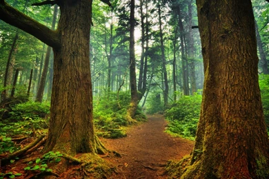 Forest Landscape Wallpapers   Bing Images