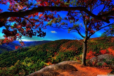 Autumn Forest Landscape HD Desktop Wallpapers : High Definition ...
