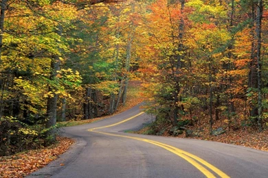 HD Road Forest Landscape