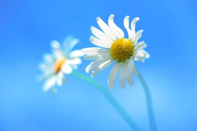 Nature, Flowers, Closeup, White Flowers, Windows 8 Wallpapers HD
