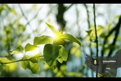 High Definition Leaf Wallpapers HD Wallpapers