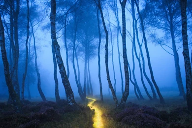 Forest, Landscape Wallpapers HD