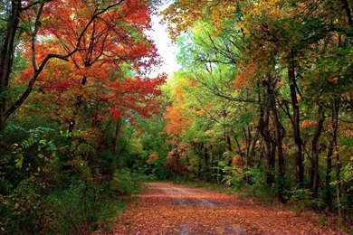 Autumn Forest Road Trees Landscape Wallpapers