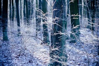 Forest Landscape   1426782