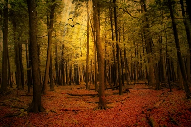 Download Wallpapers 3840x2400 Autumn, Forest, Landscape Ultra HD 4K ...